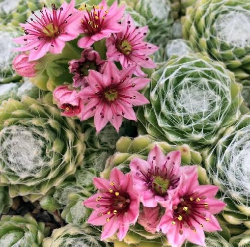 Sempervivum Flower Seeds for Planting – Heirloom, Non-GMO, High Germination Organic Garden Seeds