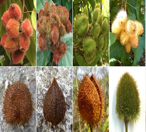 Mixed Achiote Seeds – Heirloom, Non-GMO, High Germination Organic Garden Seeds for Planting