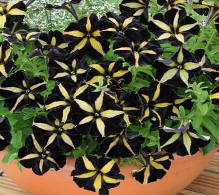 Petunia Flower Seeds Yellow Black – Heirloom, Non-GMO, High Germination Organic Garden Seeds for Planting