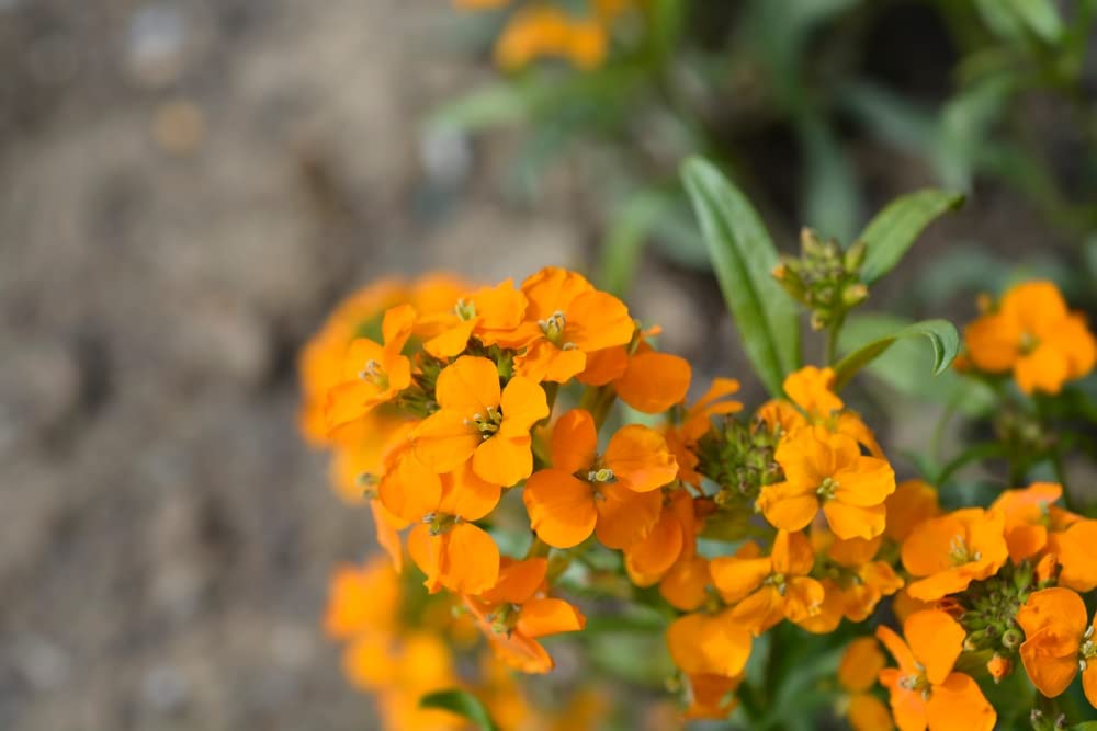 Erysimum Flower Seeds Orange – Heirloom Non-GMO High Germination Seeds for Planting