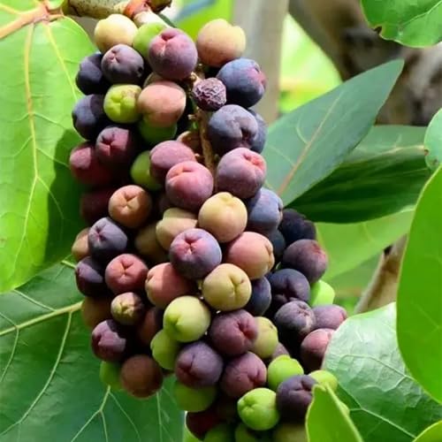 Mixed Seagrapes Fruit Seeds – Heirloom, Non-GMO, High Germination Organic Garden