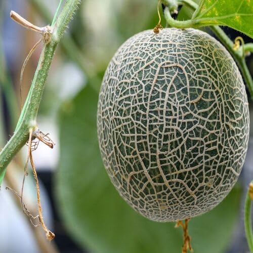 Green Cantaloupe Seeds – Heirloom, Non-GMO, High Germination Organic Garden Seeds