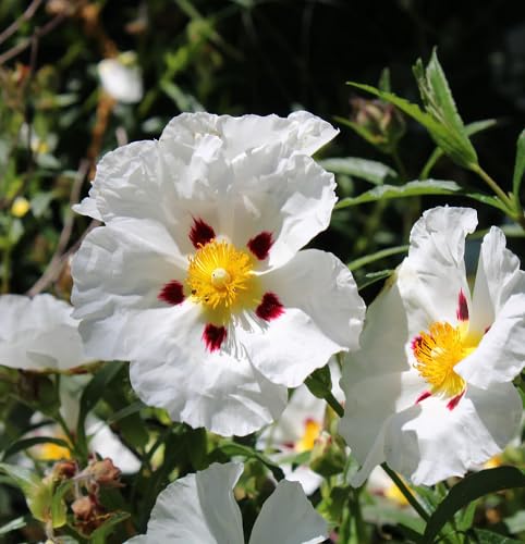 White Cistus Flower Seeds – Heirloom, Non-GMO, High Germination Organic Garden Seeds for Planting