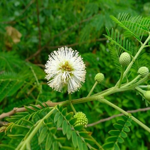 Weiße Mimosen-Blumensamen – Alte Sorte, gentechnikfrei, keimfreudig