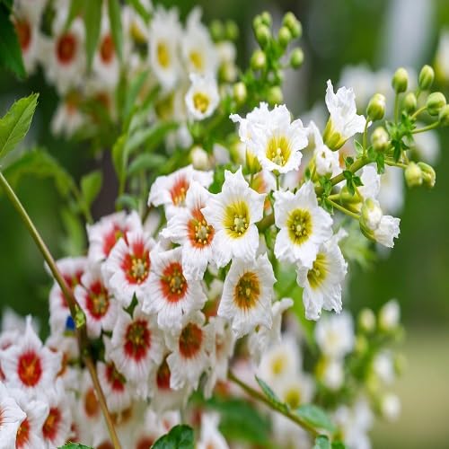 Xanthoceras Flower Seeds – Heirloom, Non-GMO, High Germination Organic Garden Seeds