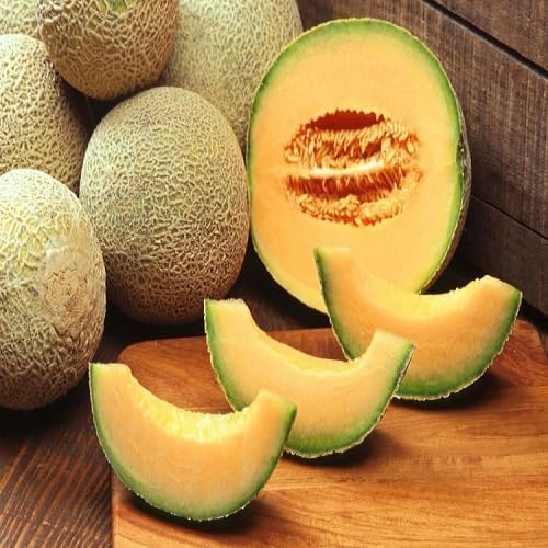Musk Melon Seeds – Heirloom, Non-GMO, High Germination Organic Garden Seeds