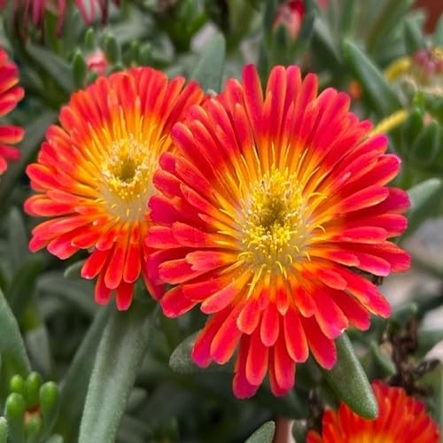 red delosperma flower seeds