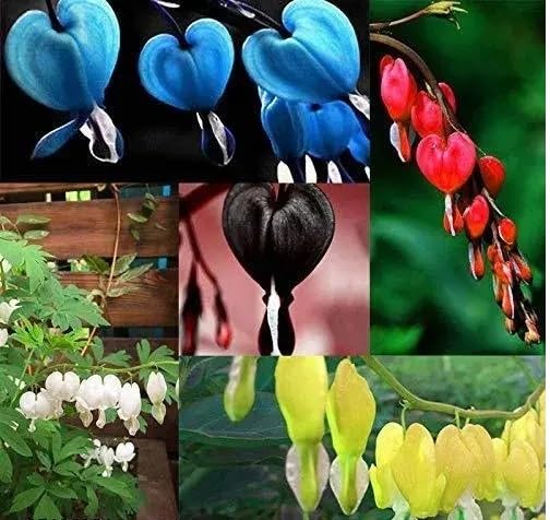 Bleeding Heart Flowers Seeds Mixed – Heirloom, Non-GMO, High Germination Seeds
