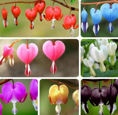 mixed dicentra flower seeds
