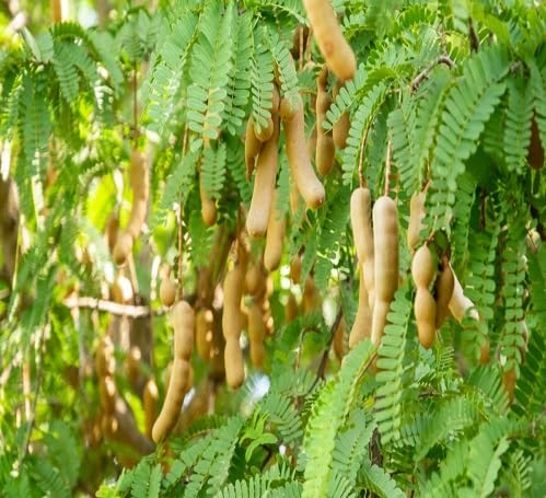 greentamarindotreeheirloomnongmo flower seeds