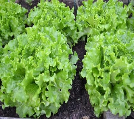 Lettuce Seeds – Heirloom, Non-GMO, High Germination Organic Garden Seeds Planting