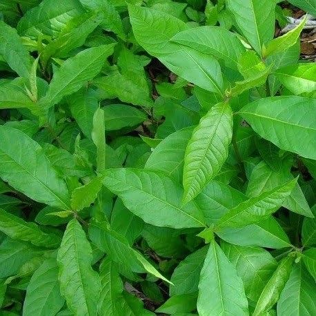 Callaloo Green Seeds – Heirloom, Non-GMO, High Germination Organic Garden Seeds Planting