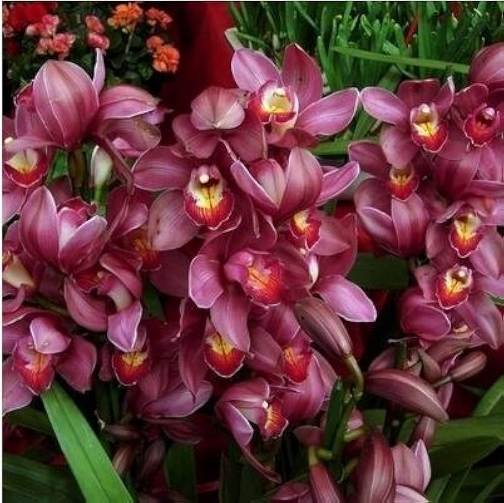 rare cymbidium flower seeds