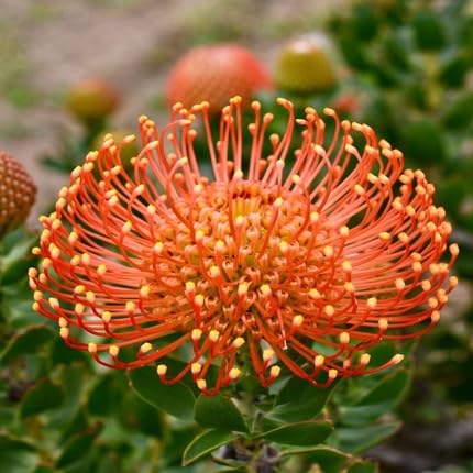 Semillas de Flor de Protea – Crianza, Sin OGM, Semillas Orgánicas de Alta Germinación para Sembrar
