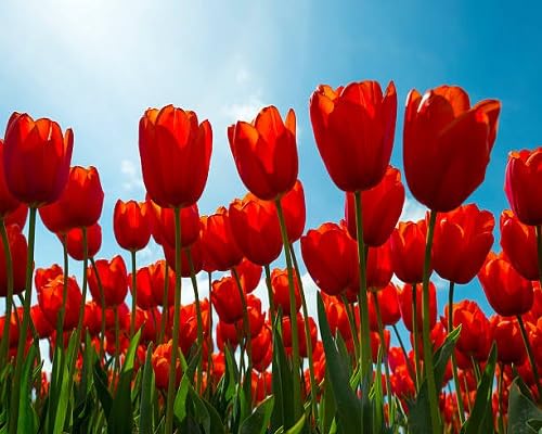 Red Tulip Flower Seeds for Planting – Heirloom, Non-GMO, High Germination