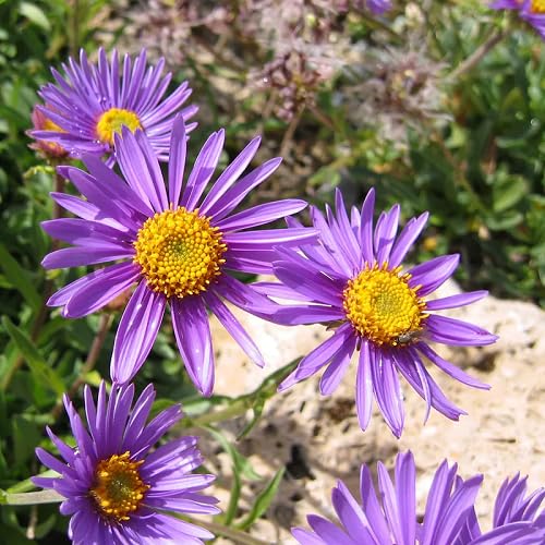 Violet Aster Flower Seeds – Heirloom Non-GMO High Germination Organic Garden Seeds