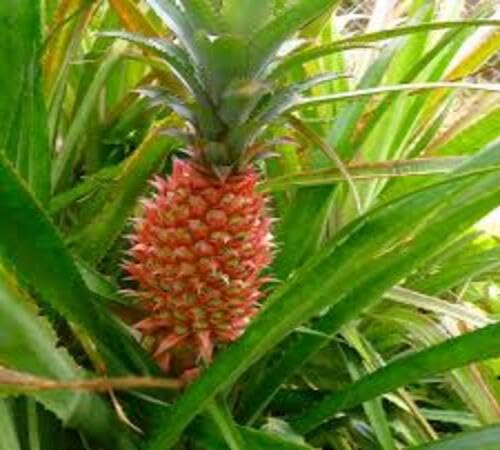 Red Pineapple Seeds – Heirloom, Non-GMO, High Germination Organic Garden Seeds