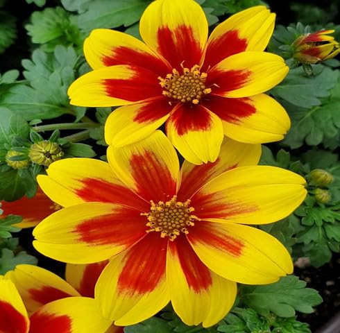 Yellow Red Bidens Flower Seeds Heirloom Non-GMO High Germination Organic Garden Seeds for Planting