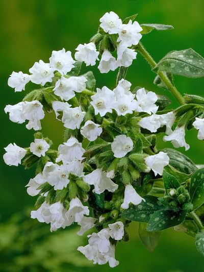 Pulmonaria Flower Seeds – Heirloom, Non-GMO, High Germination Organic Garden Seeds for Planting