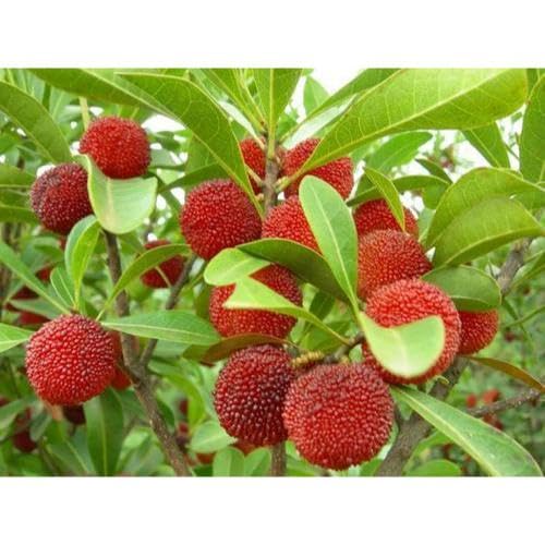 Red Bayberry Seeds – Heirloom, Non-GMO, High Germination Organic Garden Seeds