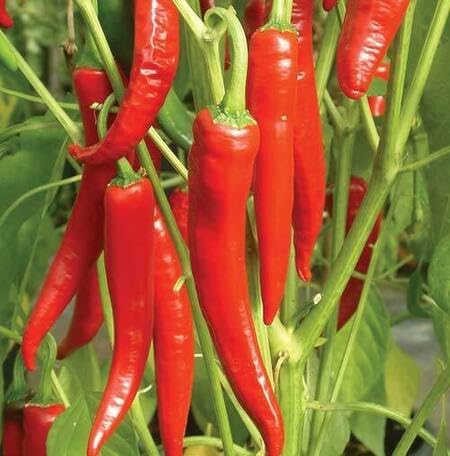 Semillas de chile rojo – Heirloom, sin OMG, alta germinación, para siembra en huerto ecológico
