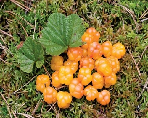 Orange Cloudberry Seeds – Heirloom, Non-GMO, High Germination Organic Garden Seeds