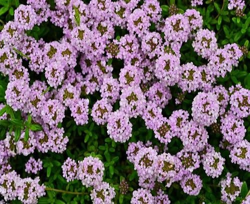 Thyme Flower Seeds Heirloom Non-GMO High Germination Organic Garden Seeds