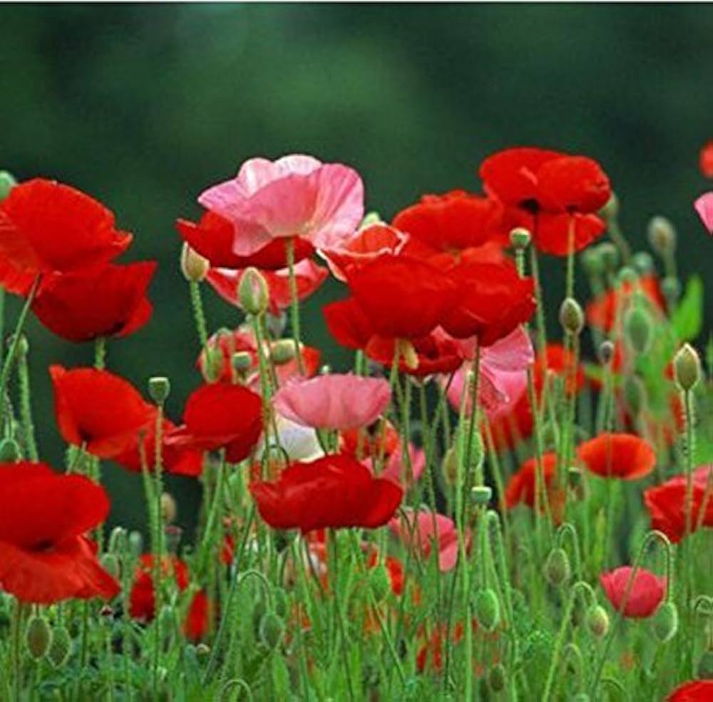 red poppy flower seeds