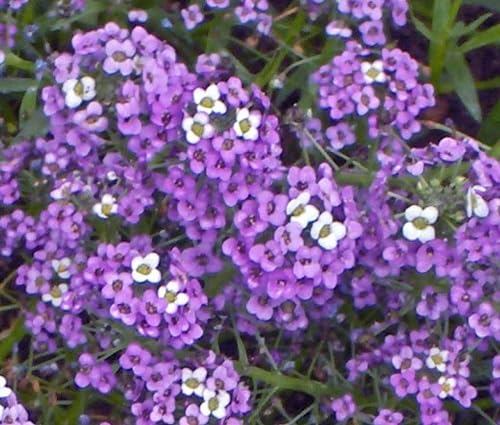 Violet Alyssum Flower Seeds – Heirloom Non-GMO High Germination Organic Garden Seeds