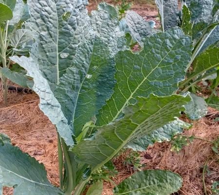 Kale Seeds – Heirloom, Non-GMO, High Germination Organic Garden Seeds Planting