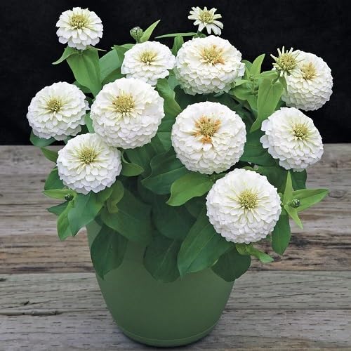 Zinnia Flower Seeds White – Heirloom Non-GMO High Germination Organic Garden Seeds