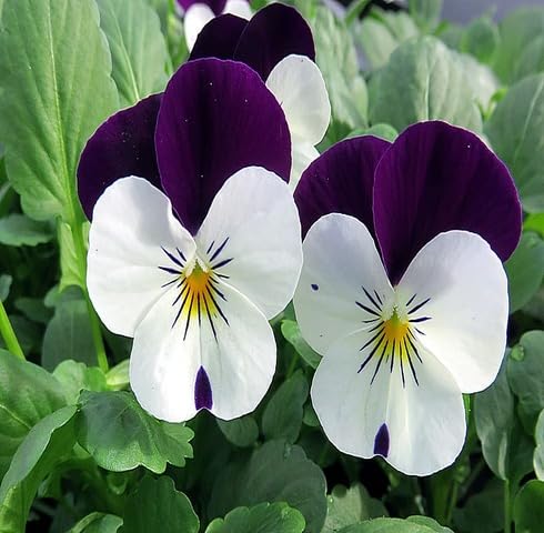 Purple White Viola Flower Seeds Heirloom Non-GMO High Germination Organic Garden Seeds