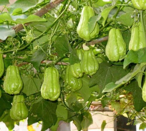 Green Chayote Seeds – Heirloom, Non-GMO, High Germination Organic Garden Seeds Planting