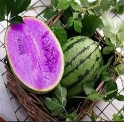Purple Water Melon Seeds – Heirloom, Non-GMO, High Germination Organic Garden Seeds