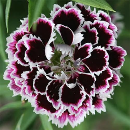Purple White Chianti Dianthus Flower Seeds – Heirloom, Non-GMO, High Germination Organic Garden Seeds for Planting