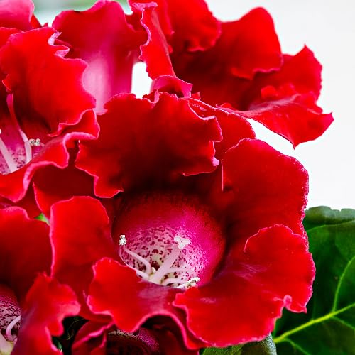 Semillas de flor de gloxinia roja - Semillas orgánicas de polinización abierta sin OMG de alta germinación para plantar en el jardín