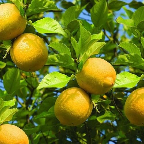 Yellow Lemon Tree Seeds – Heirloom, Non-GMO, High Germination Organic Garden Seeds