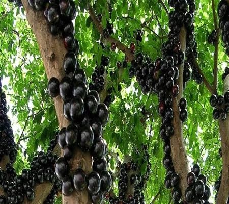 Jabuticaba Fruit Seeds – Heirloom, Non-GMO, High Germination Organic Garden Seeds