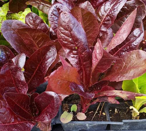 Lettuce Red Seeds – Heirloom, Non-GMO, High Germination Organic Garden Seeds Planting