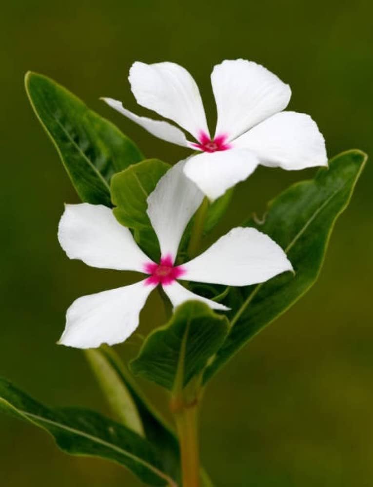 nana vinca flower seeds