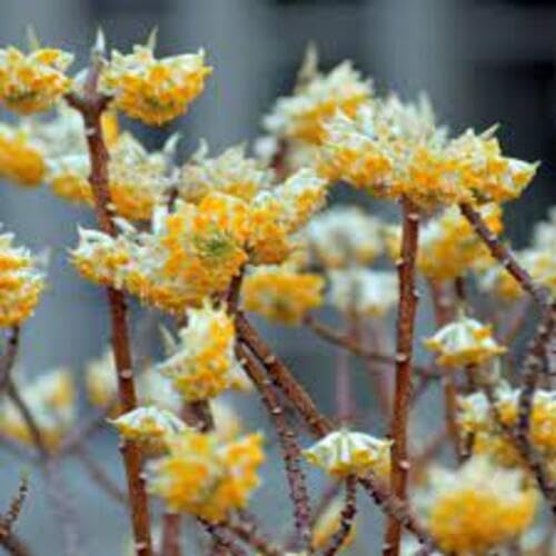 Yellow Edgeworthia Flower Seeds – Heirloom Non-GMO High Germination Organic Seeds