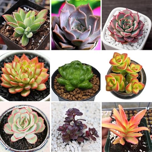 succulent heirloom non-gmo seeds