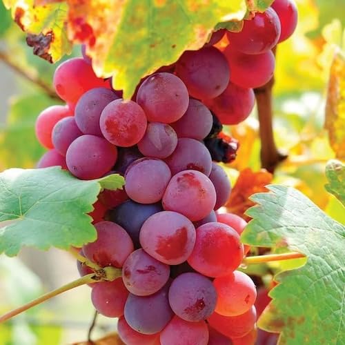 Grapes Seeds – Heirloom, Non-GMO, High Germination Organic Garden Seeds
