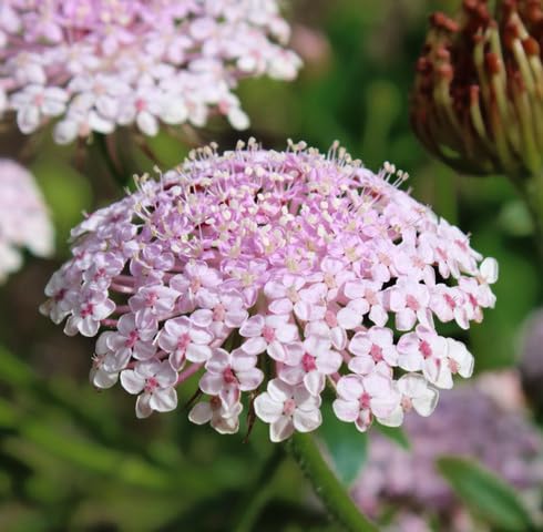 Pink Lace Flower Seeds – Heirloom, Non-GMO, High Germination Organic Garden Seeds for Planting
