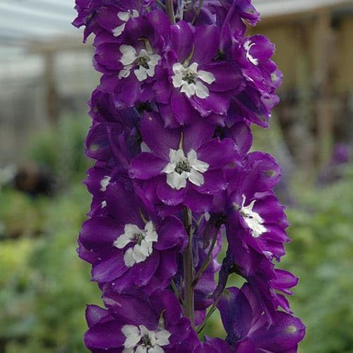 Purple Delphinium Flower Seeds for Planting Heirloom Non-GMO High Germination Organic Garden Seeds