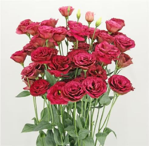Red Lisianthus Flower Seeds – Heirloom, Non-GMO, High Germination Seeds