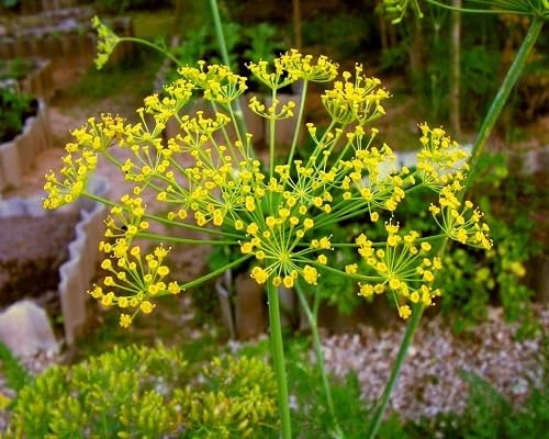 Dill Plant Seeds Yellow – Heirloom, Non-GMO, High Germination Seeds for Planting