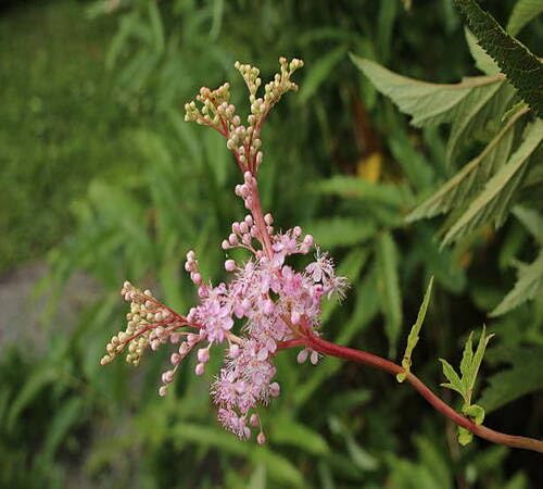 Pink Filipendula Flower Seeds – Heirloom, Non-GMO High Germination Seeds for Planting | Organic Garden Seeds