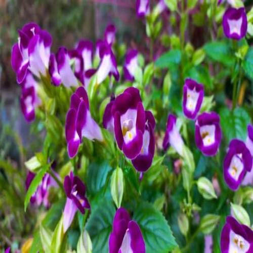 Semillas de flor Torenia Blanca Morada – Cimarrón, No-GMO, Semillas orgánicas de alta germinación