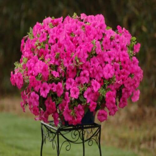 Pink Surfinia Flower Seeds Heirloom Non-GMO High Germination Organic Garden Seeds for Planting